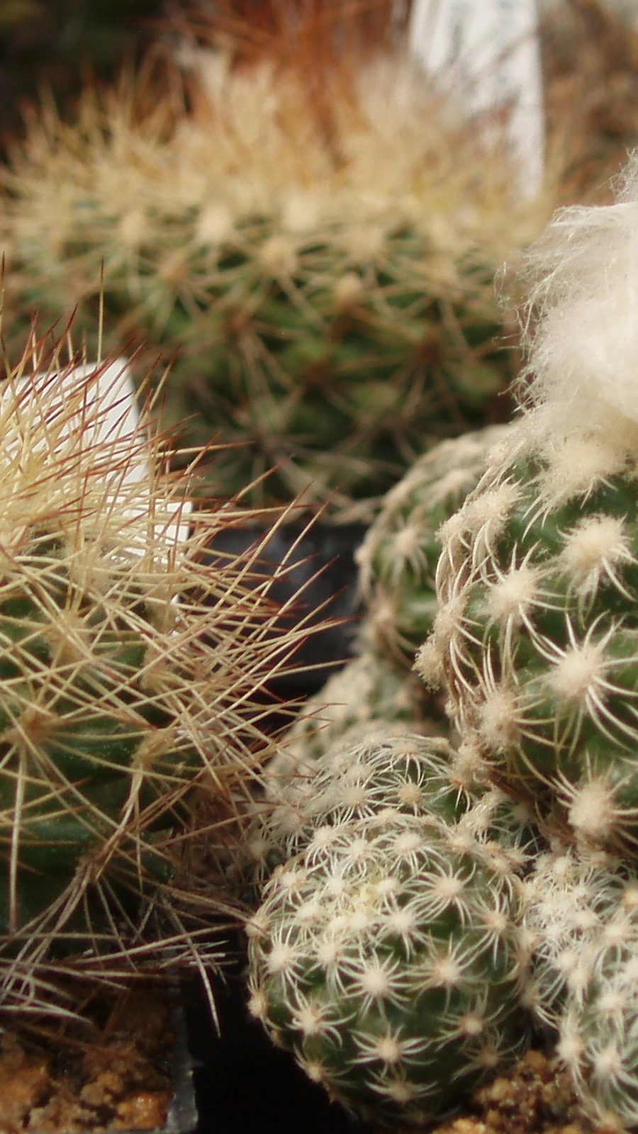 Discocactus buenekeri