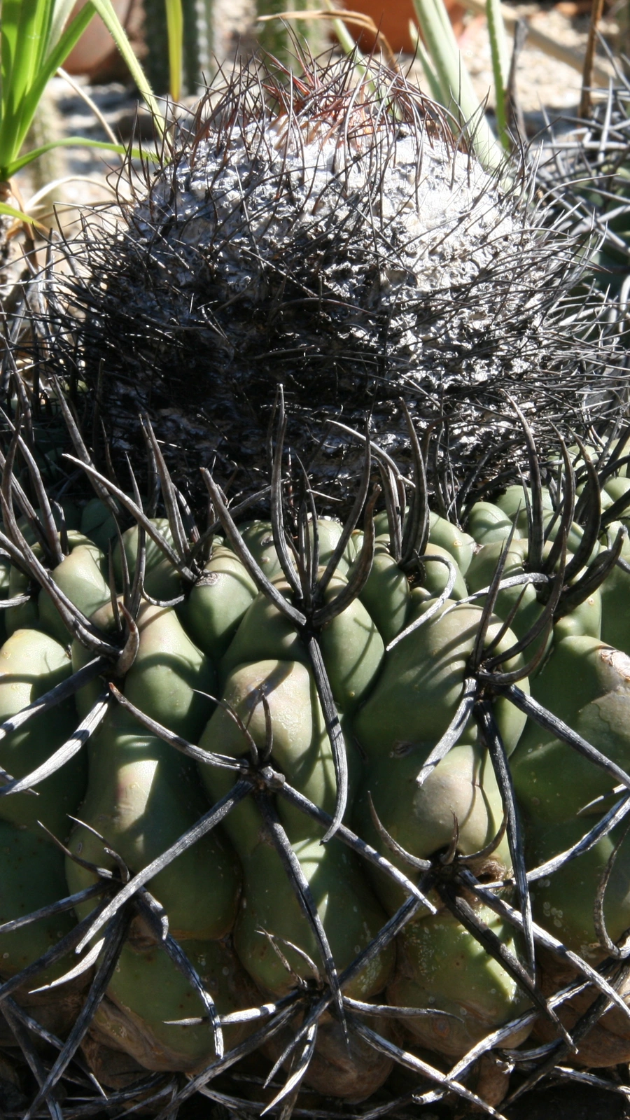 Discocactus diersianus