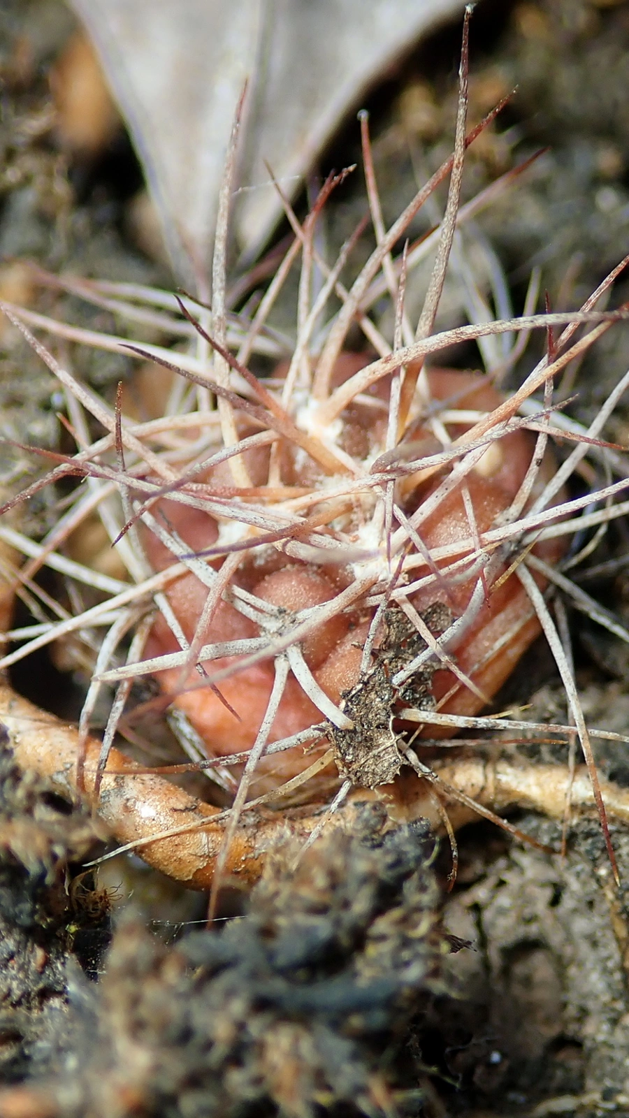 Discocactus diersianus