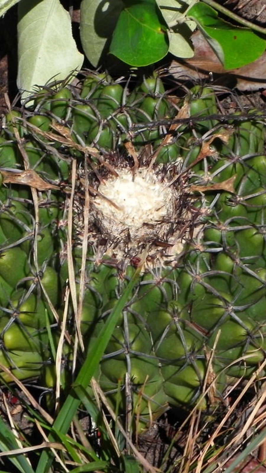 Discocactus fariae-peresii
