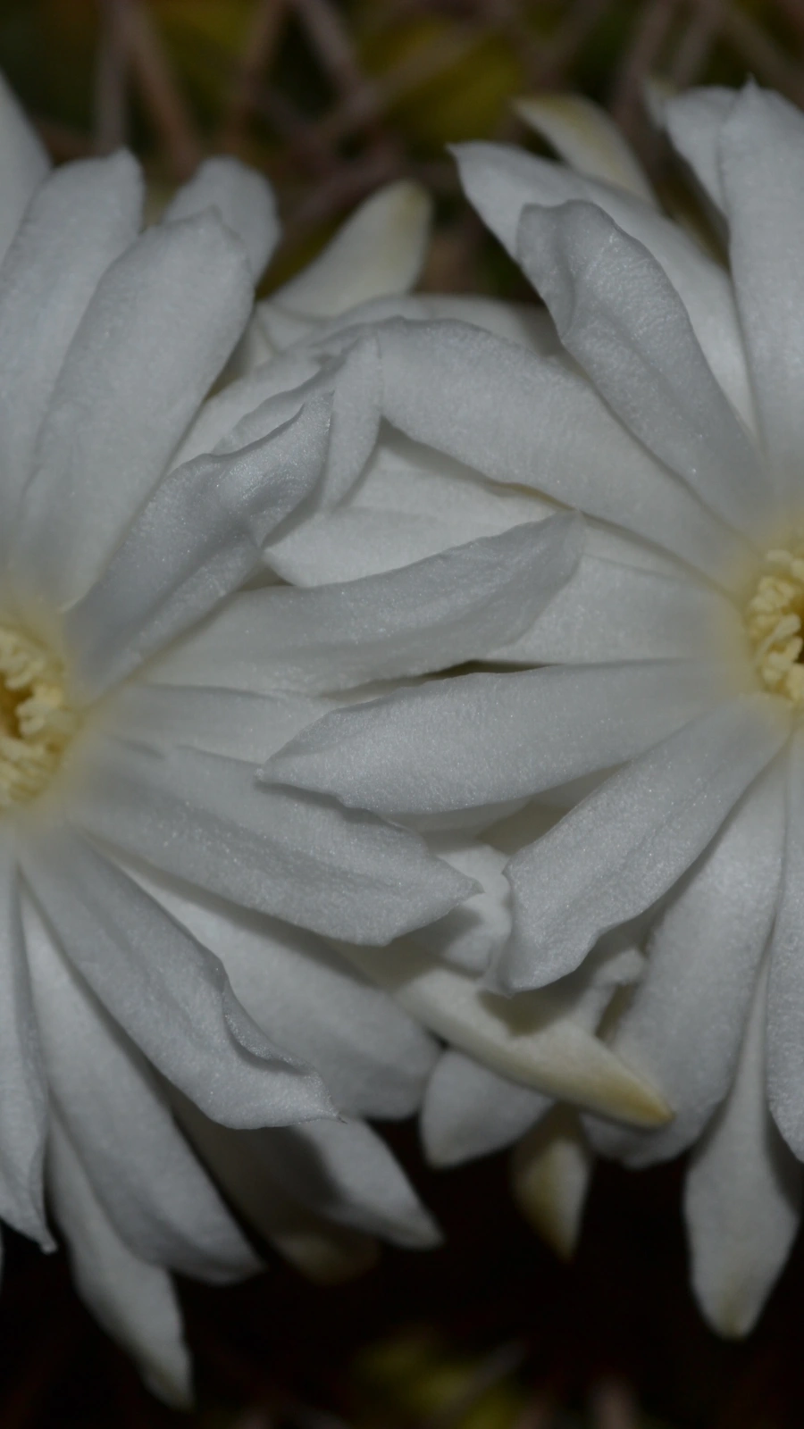 Discocactus fariae-peresii