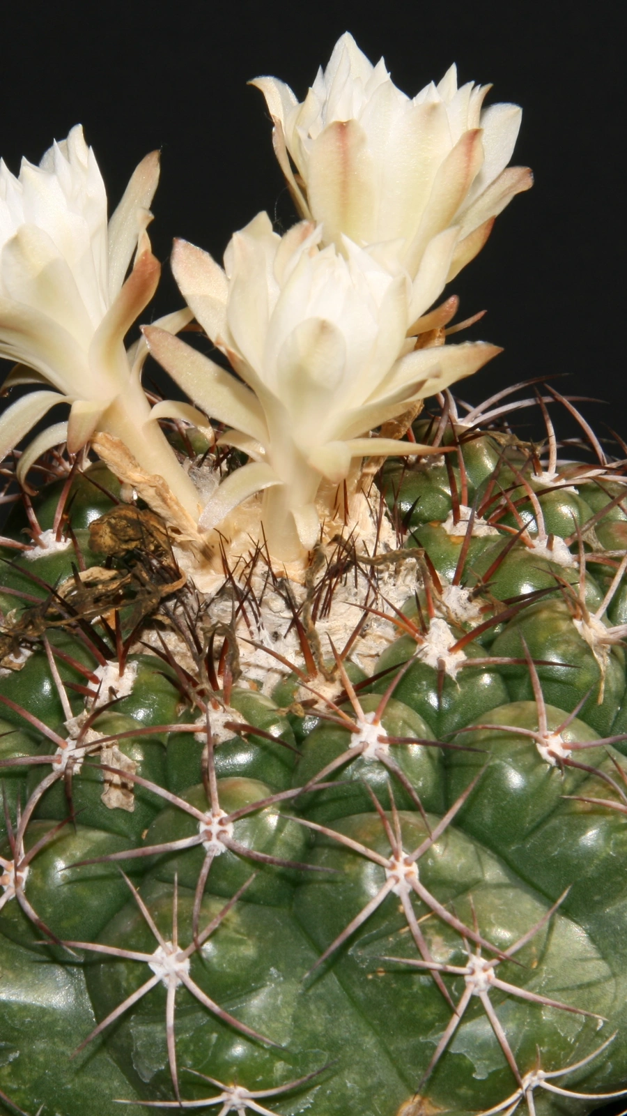 Discocactus ferricola