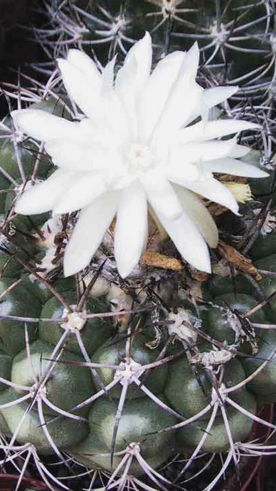Discocactus ferricola