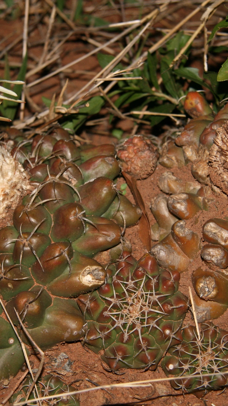 Discocactus hartmannii