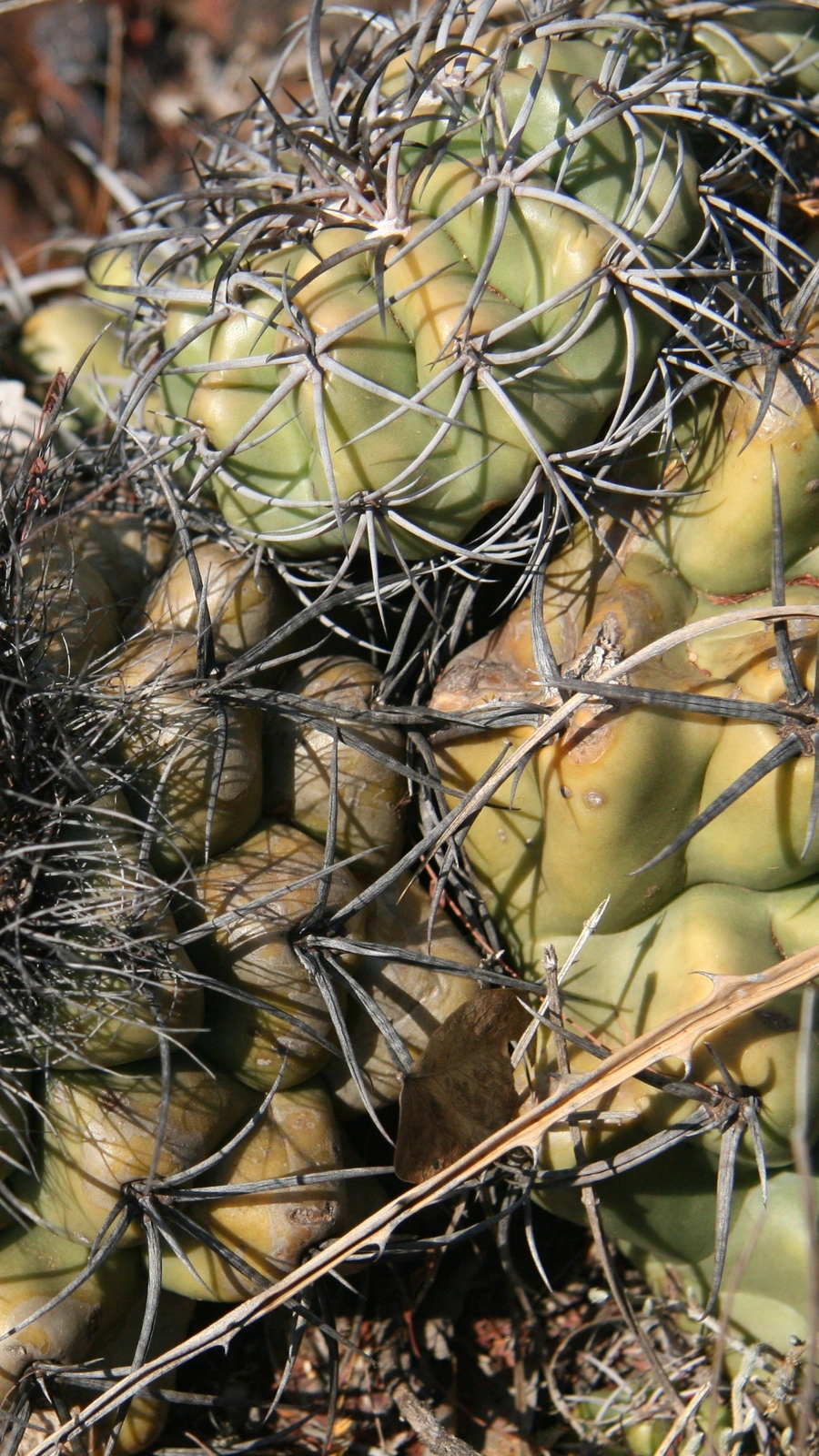 Discocactus hartmannii