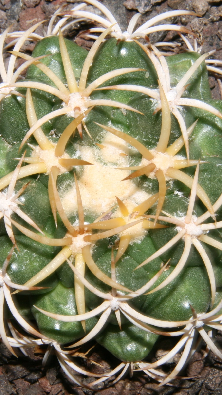 Discocactus petr-halfarii