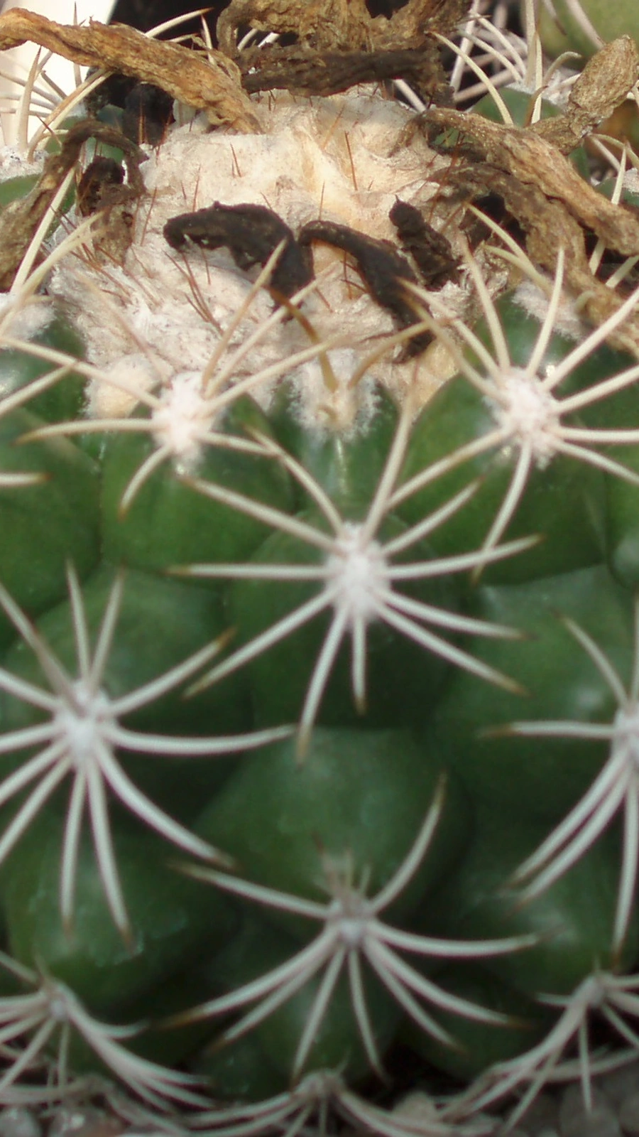 Discocactus zehntneri
