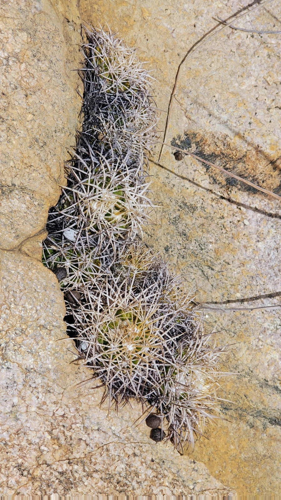 Discocactus zehntneri