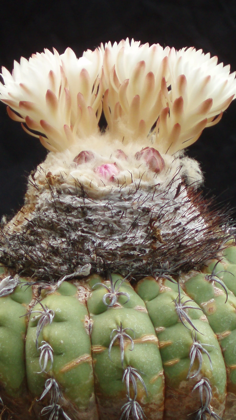 Discocactus placentiformis