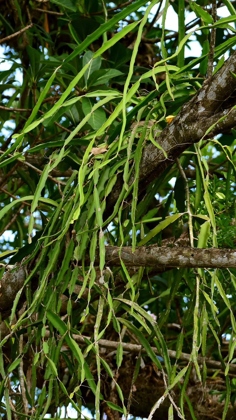 Disocactus blomianus
