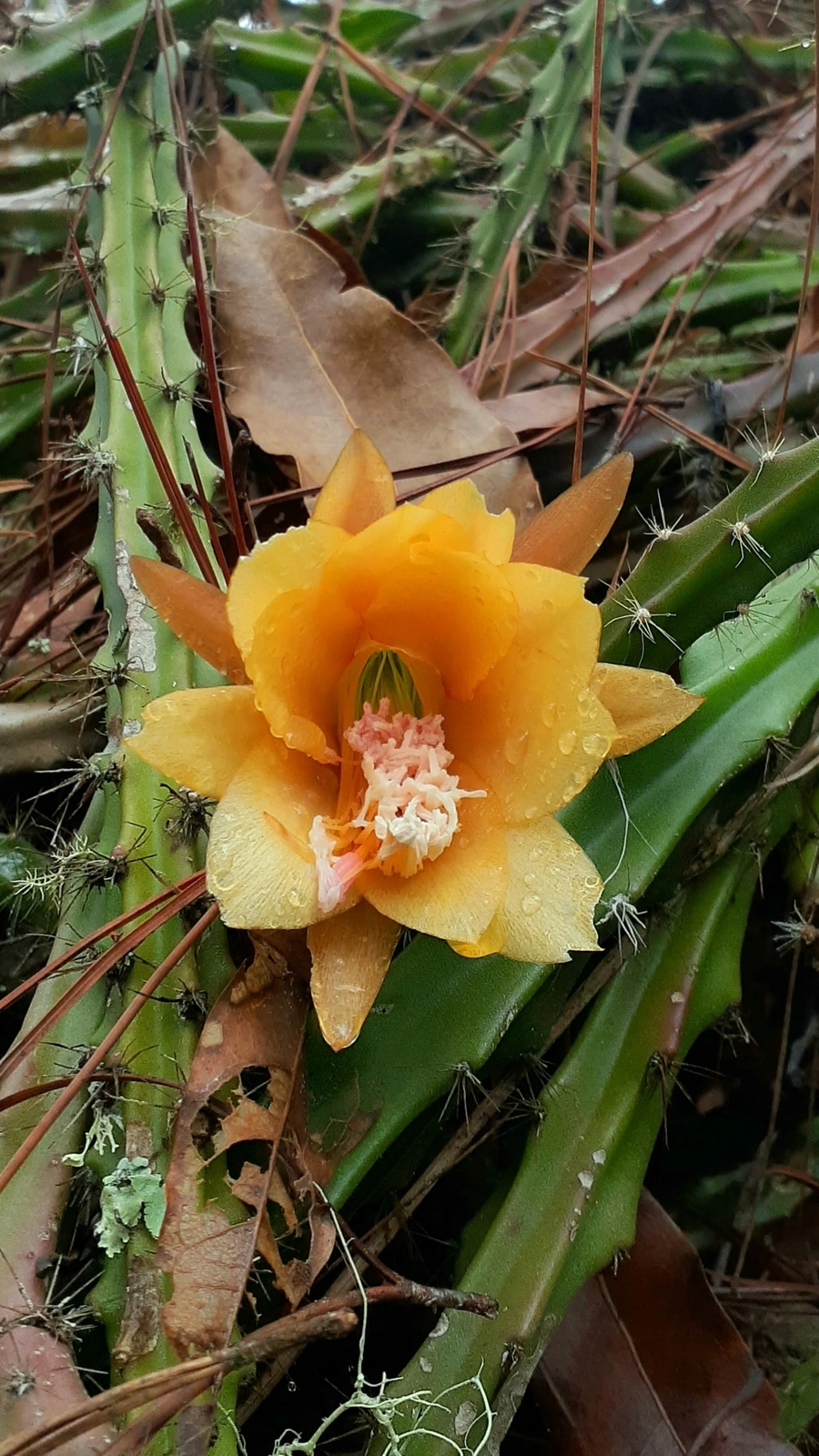 Disocactus blomianus