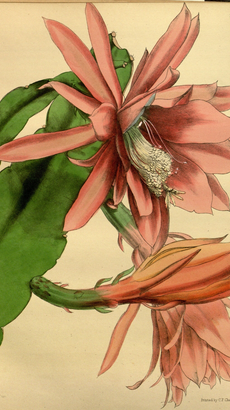Disocactus × charltonii