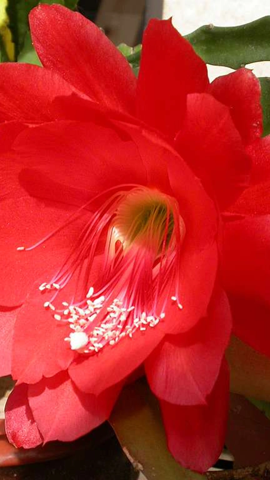 Disocactus × jenkinsonii