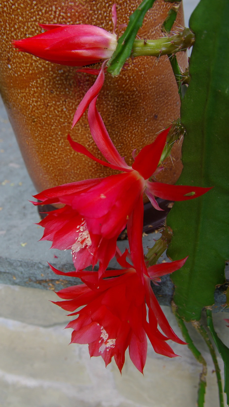 Disocactus × jenkinsonii