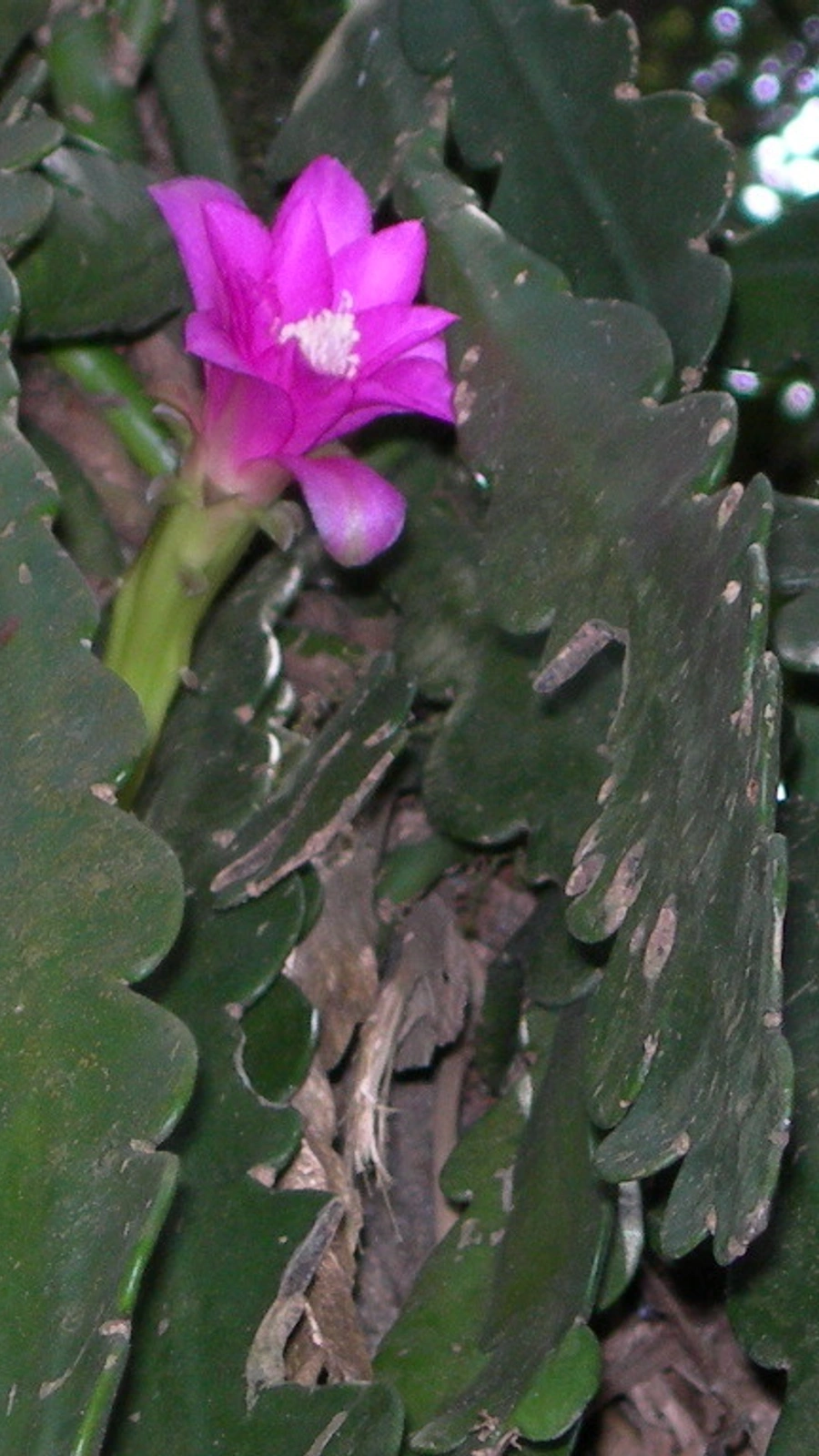 Disocactus macdougallii