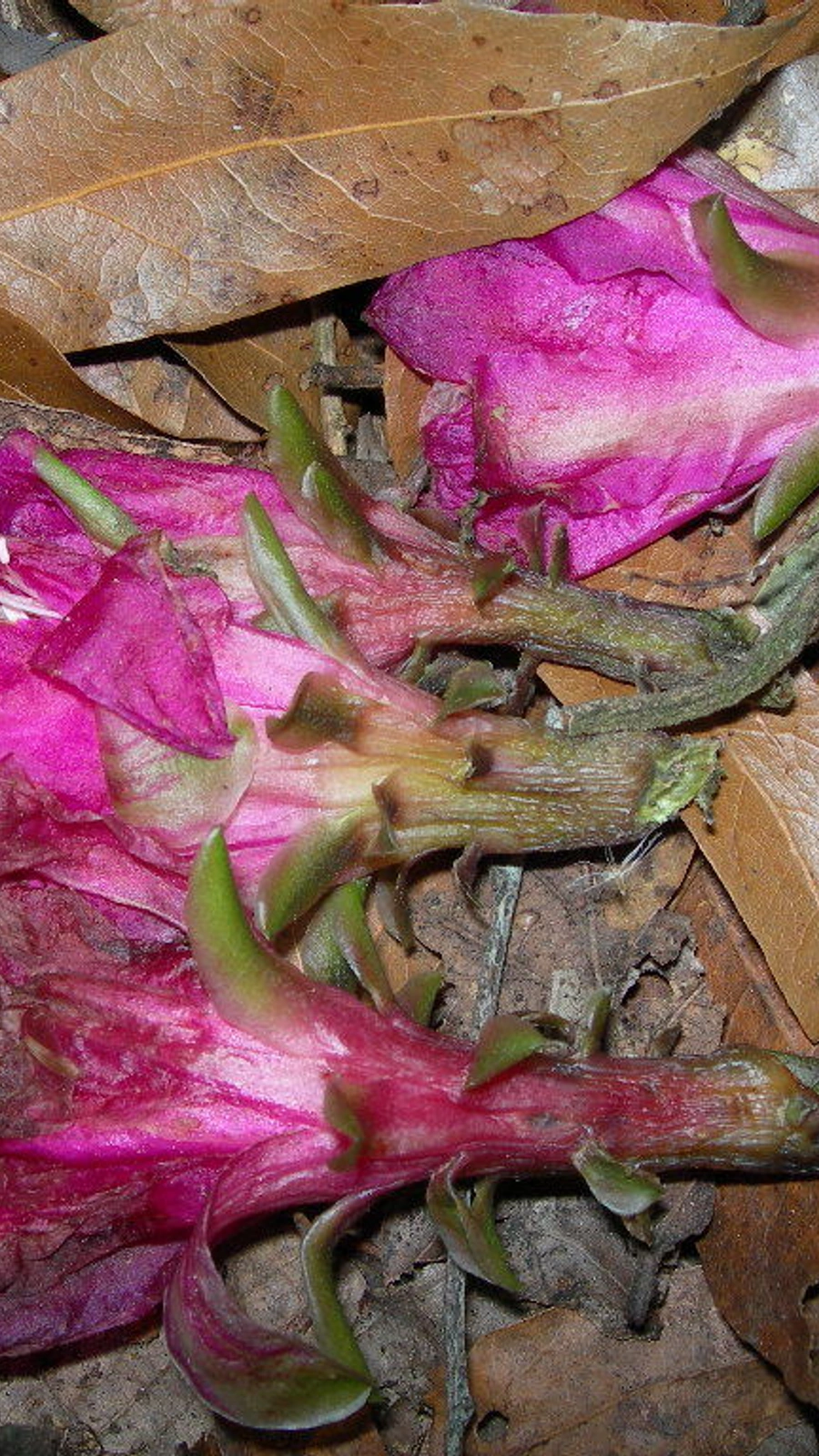 Disocactus macdougallii
