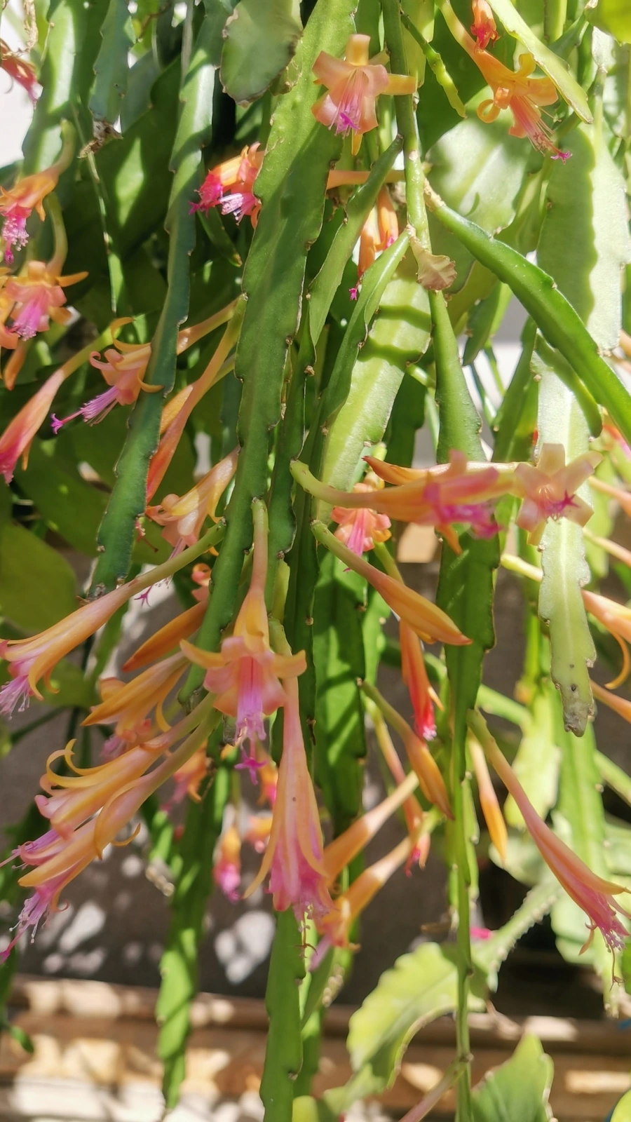 Disocactus salvadorensis