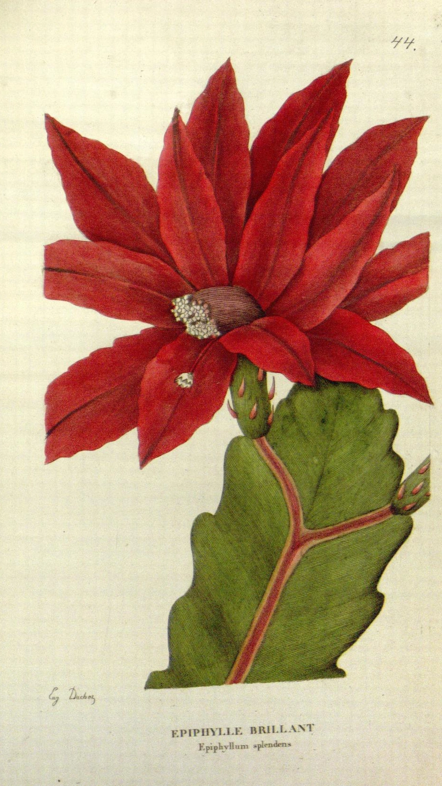 Disocactus × splendens