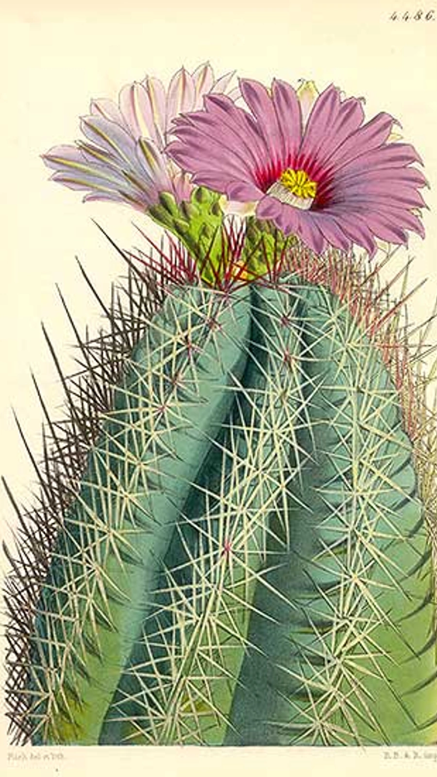 Echinocactus rhodophthalmus