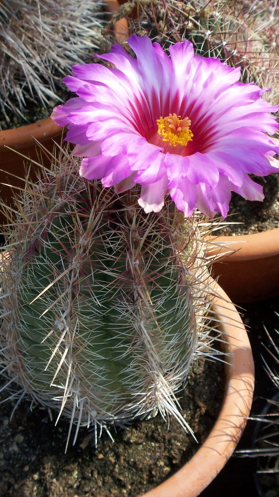 Echinocactus rhodophthalmus