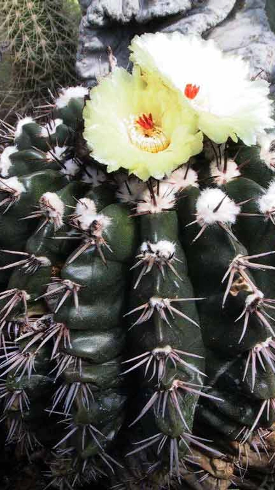 Echinocactus sessiliflorus