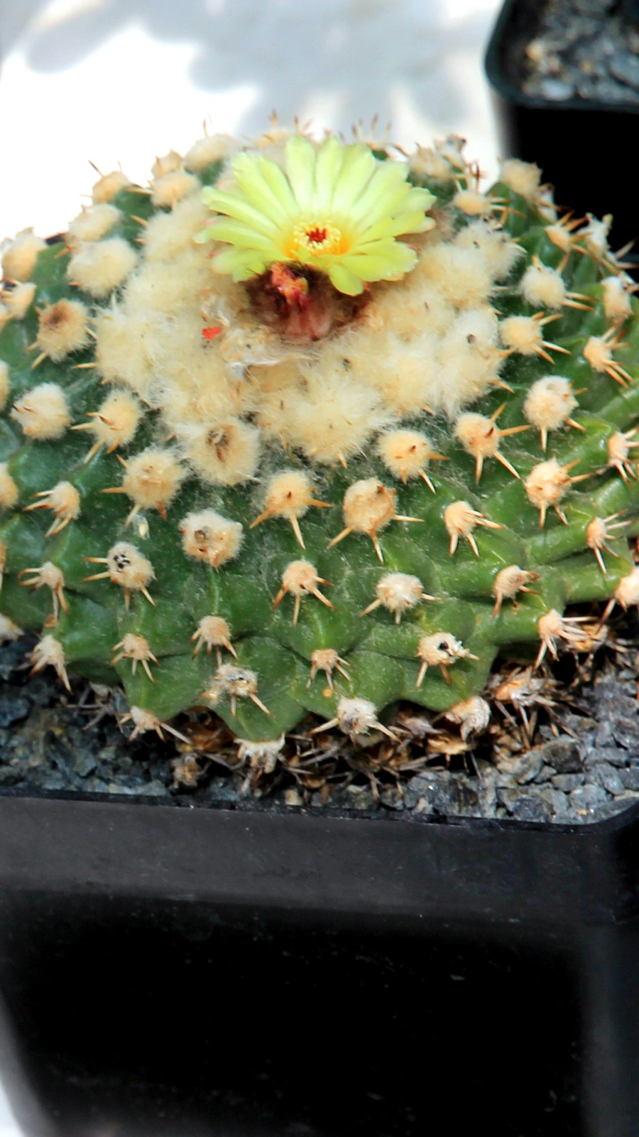 Echinocactus sessiliflorus