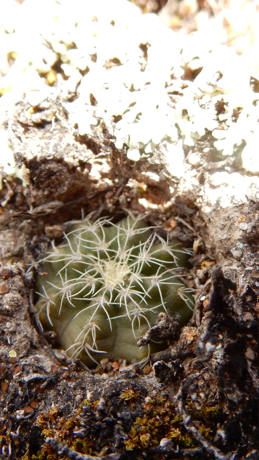 Echinocereus acanthosetus