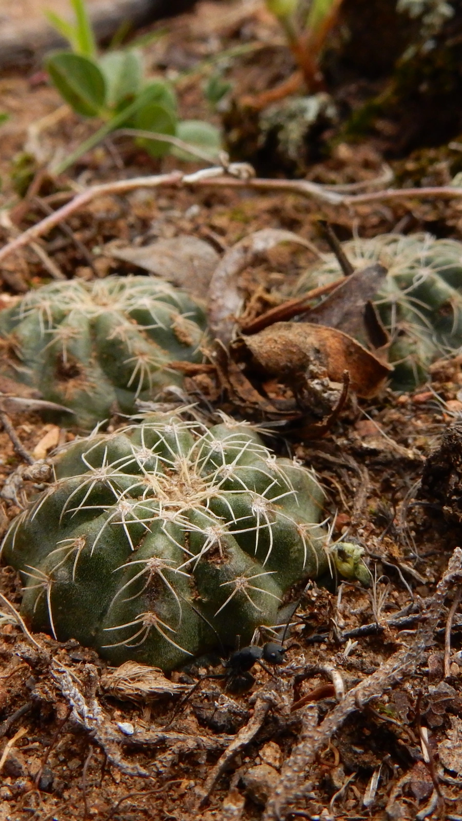 Echinocereus acanthosetus