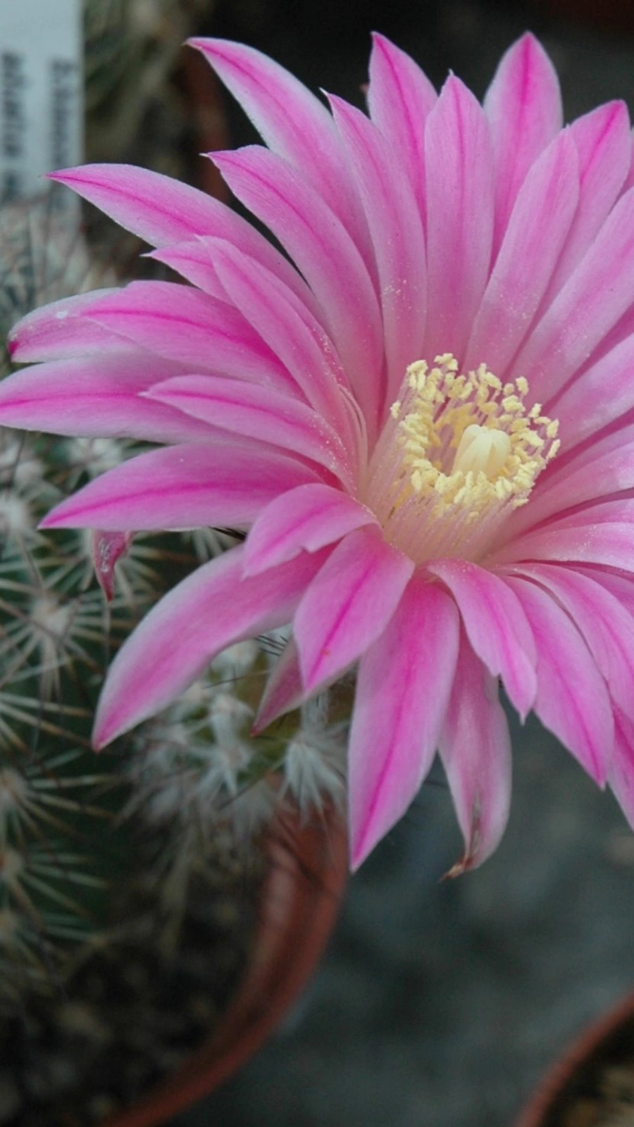 Echinocereus adustus