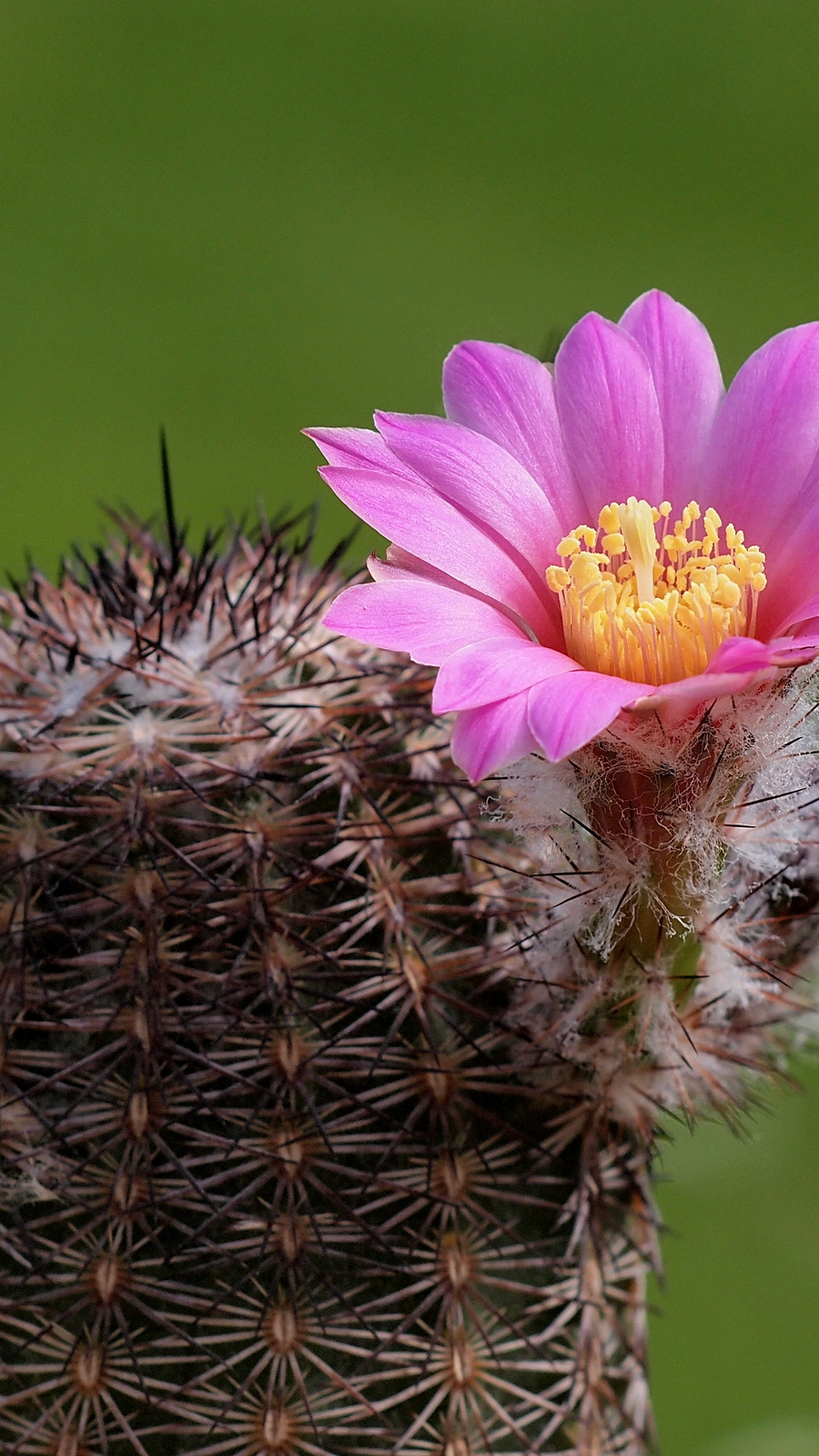 Echinocereus adustus