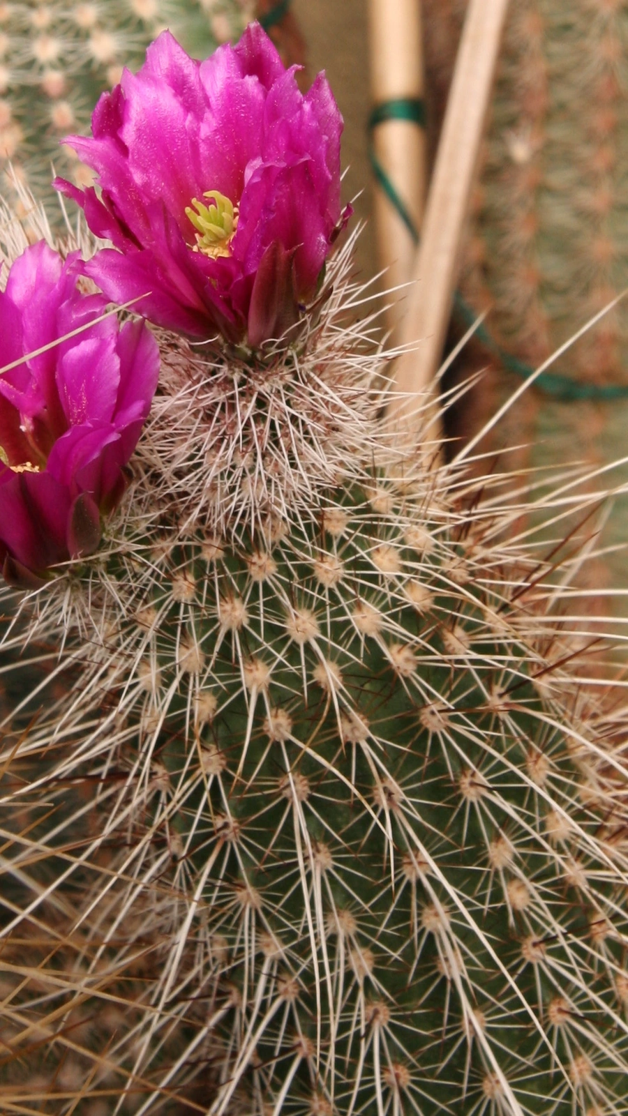 Echinocereus apachensis