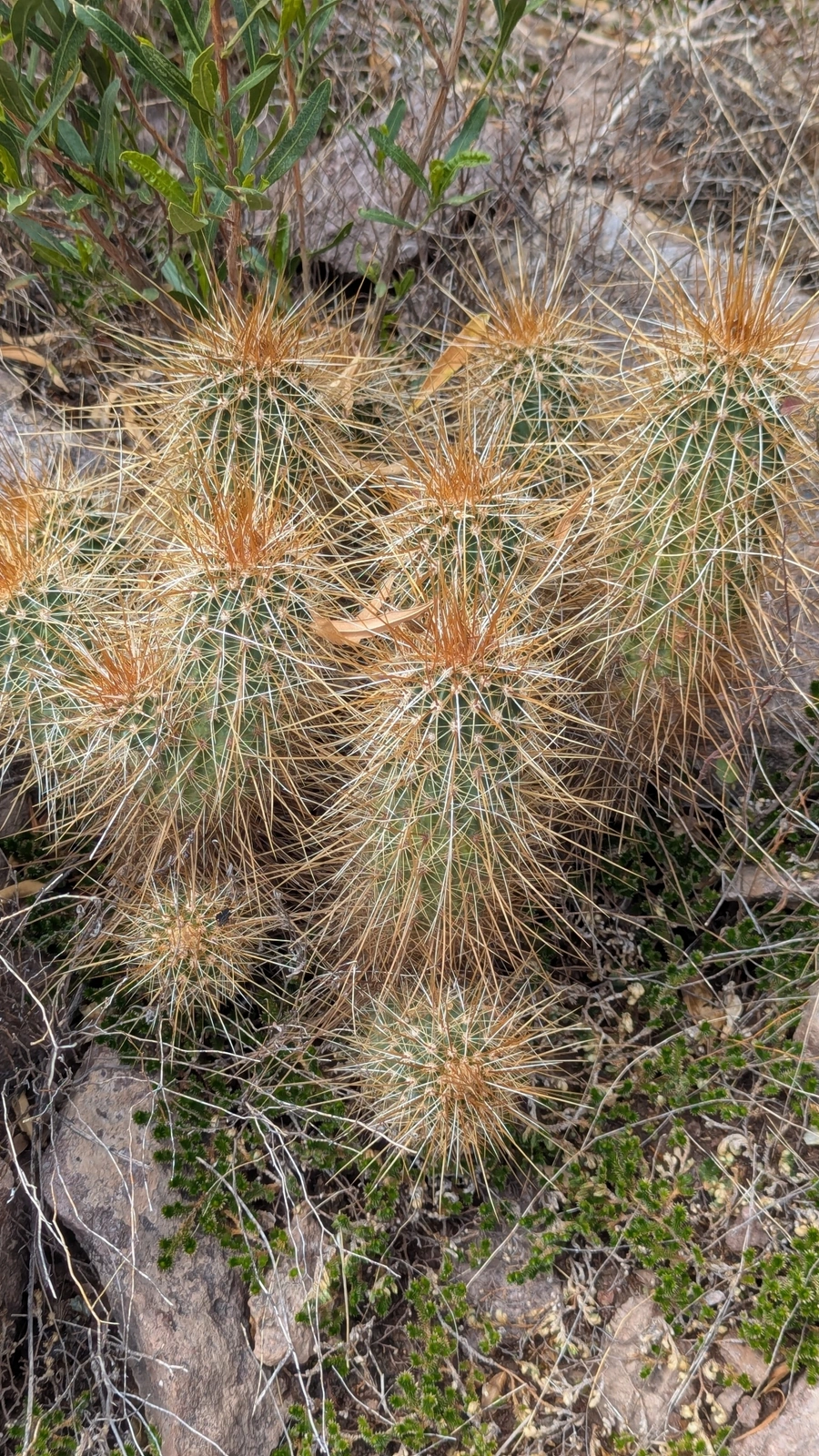 Echinocereus apachensis