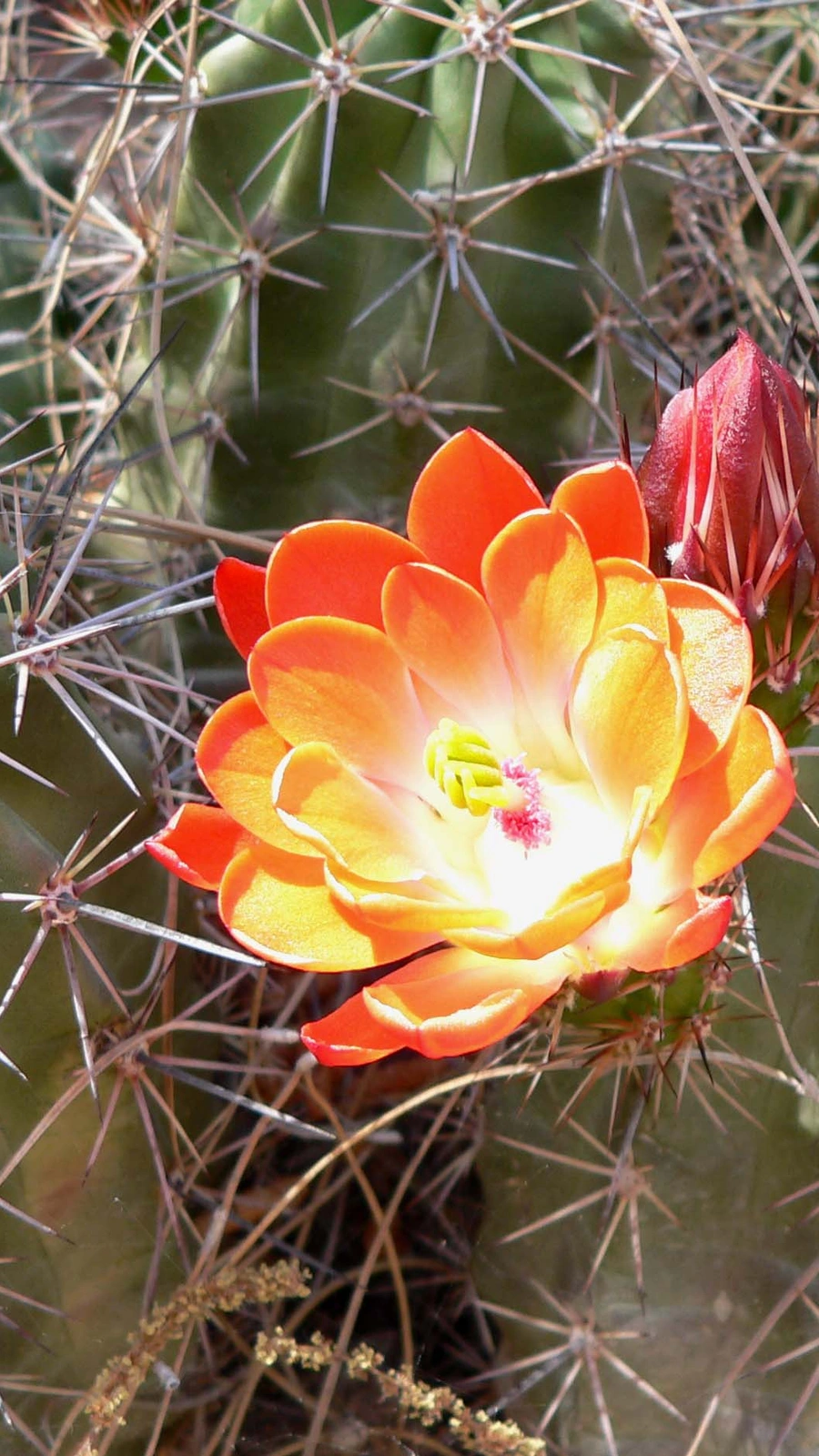 Echinocereus arizonicus