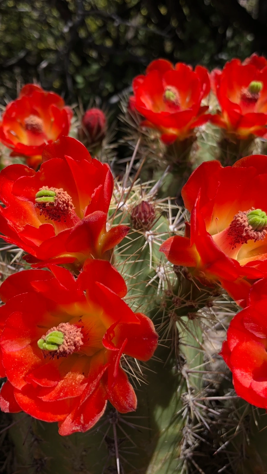 Echinocereus arizonicus