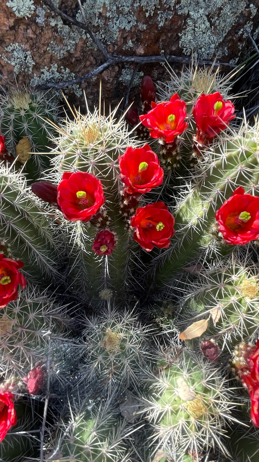 Echinocereus bakeri