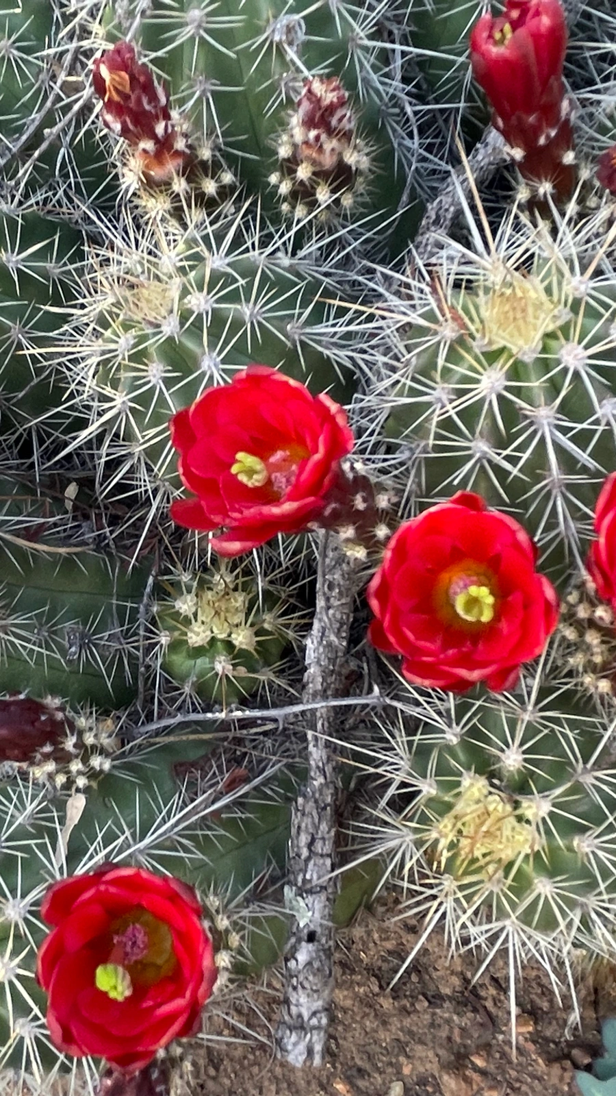 Echinocereus bakeri