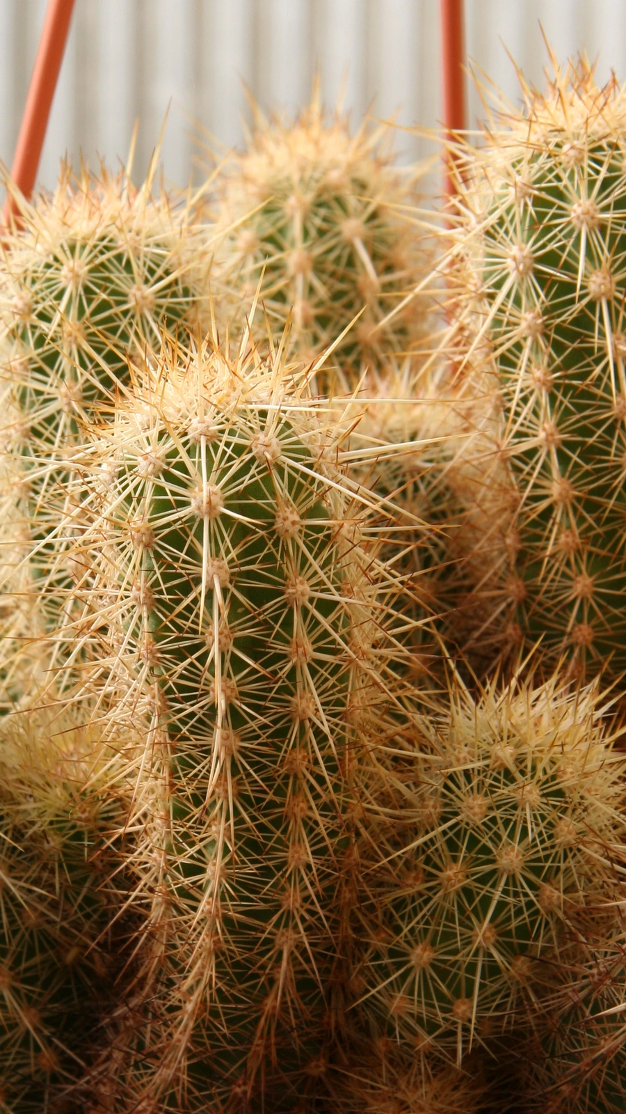 Echinocereus barthelowianus