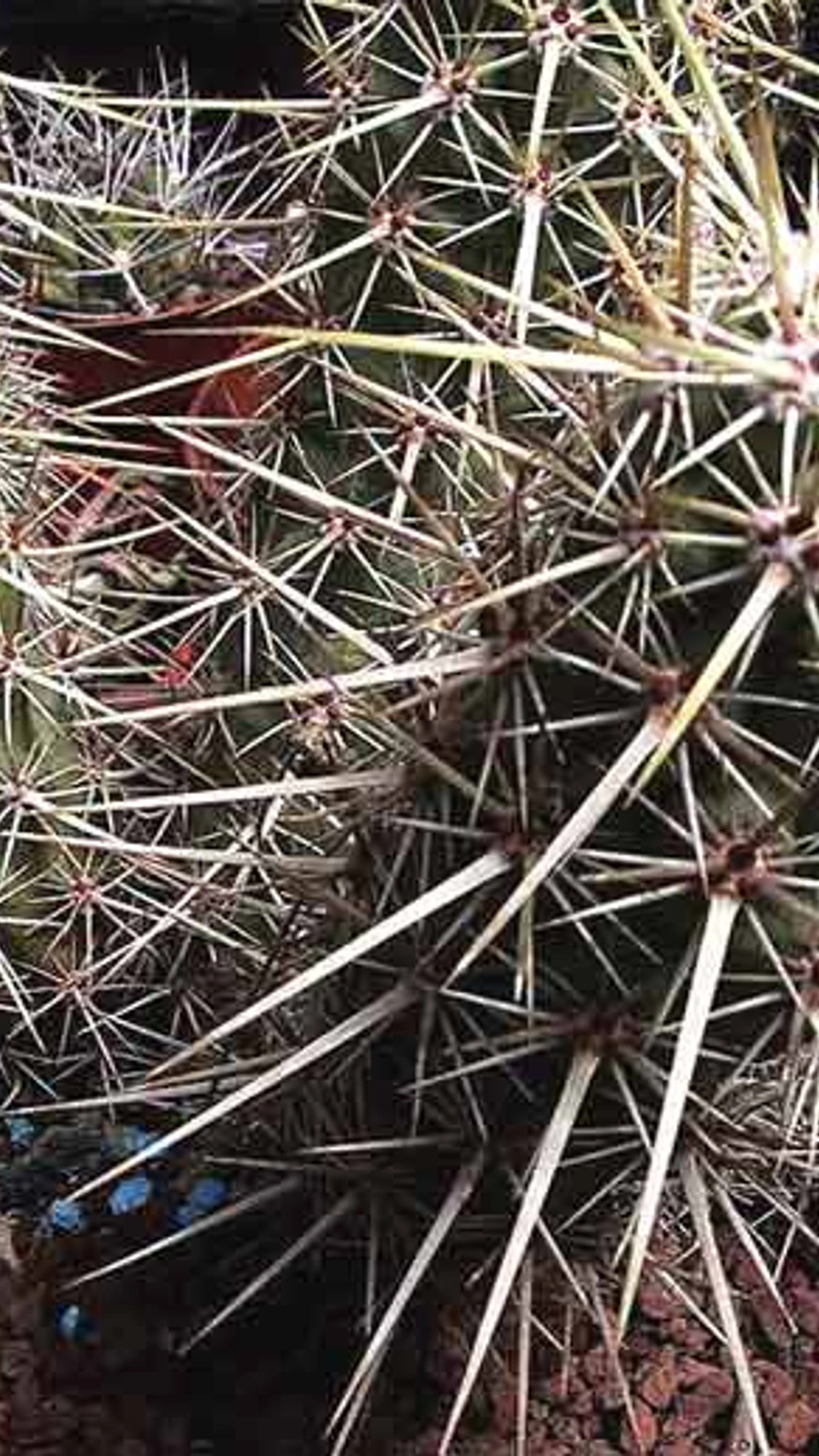 Echinocereus barthelowianus