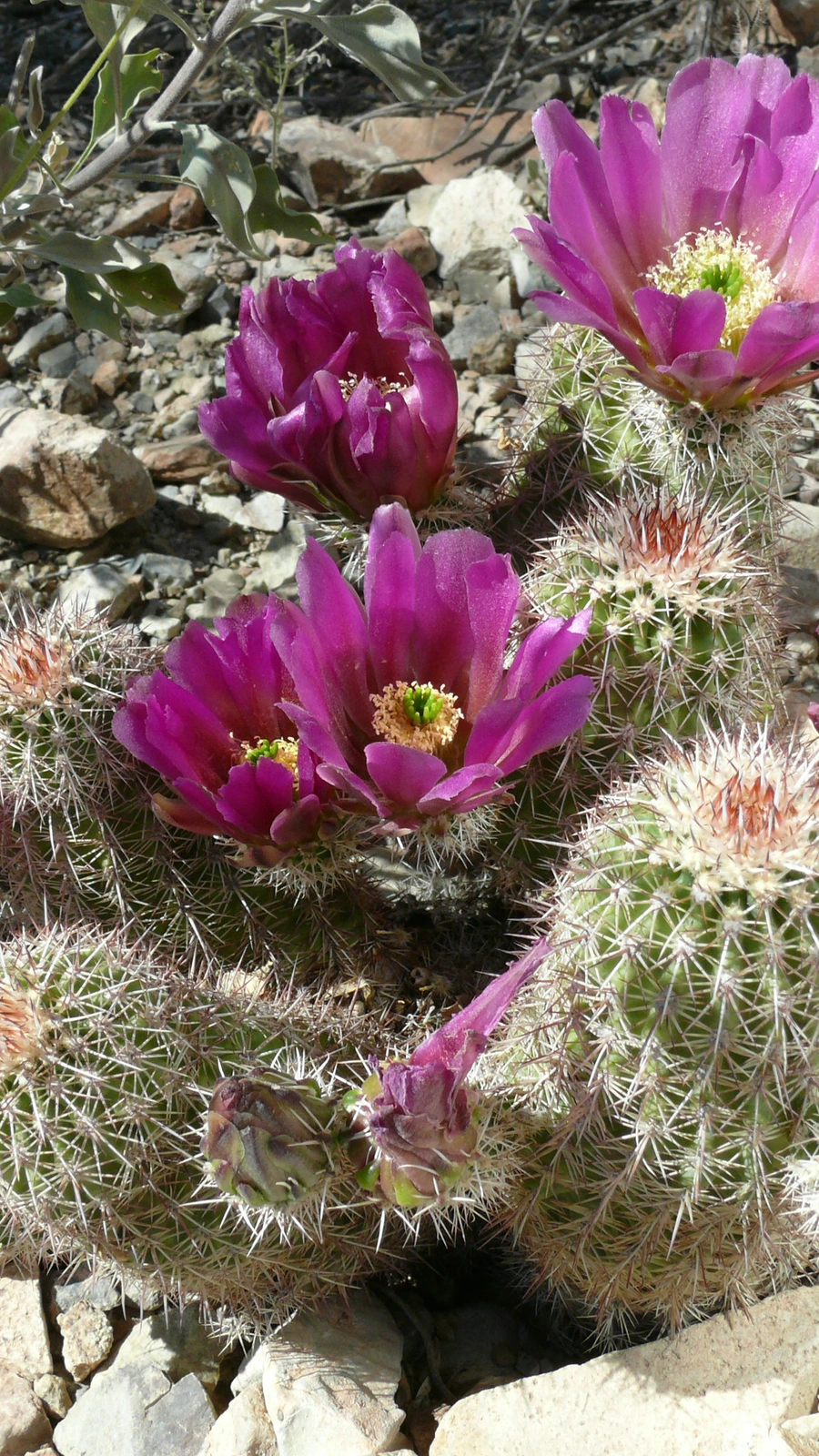 Echinocereus bonkerae