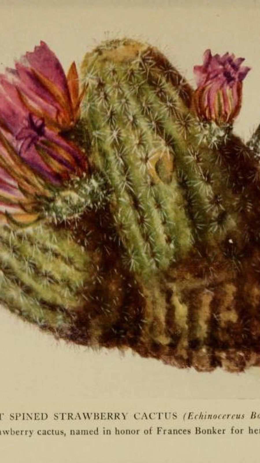 Echinocereus bonkerae