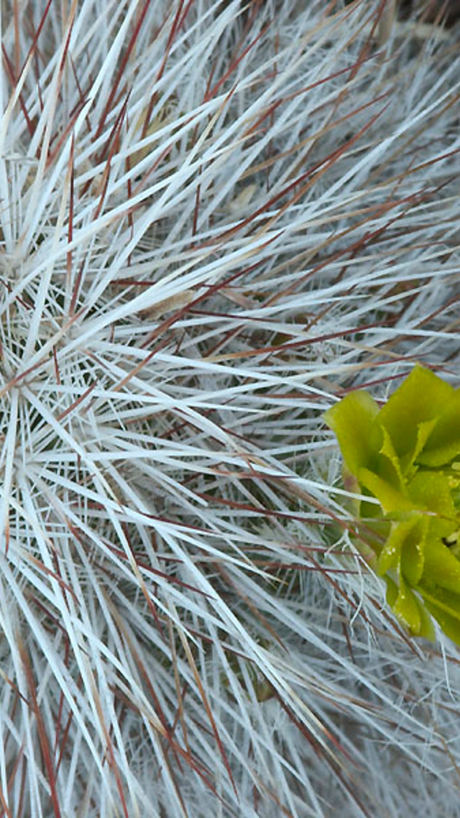 Echinocereus canus