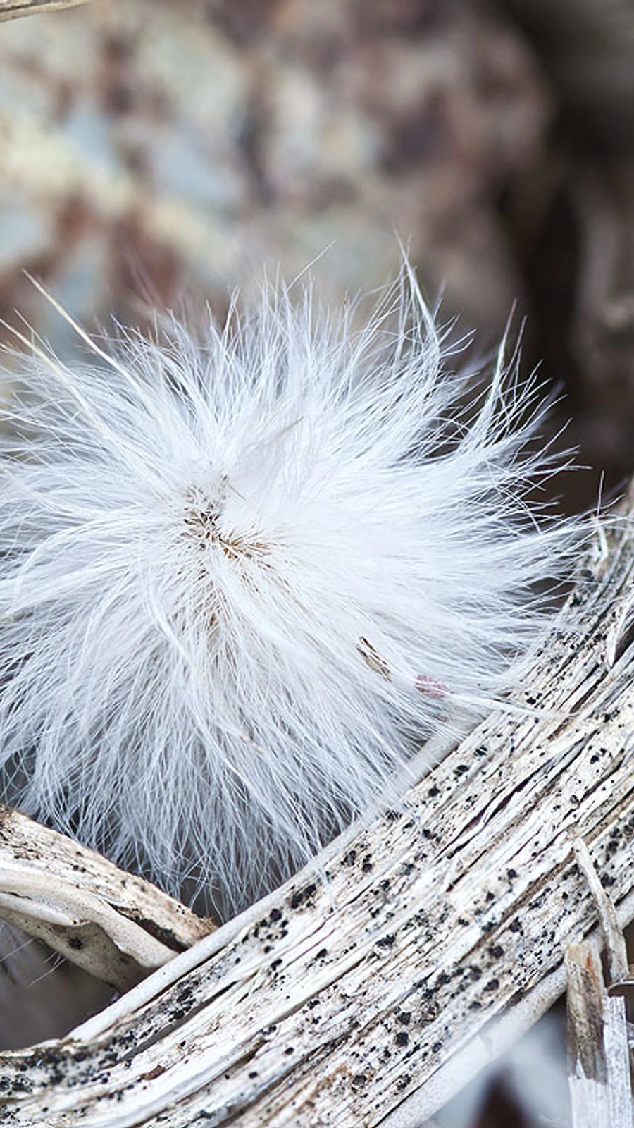 Echinocereus canus
