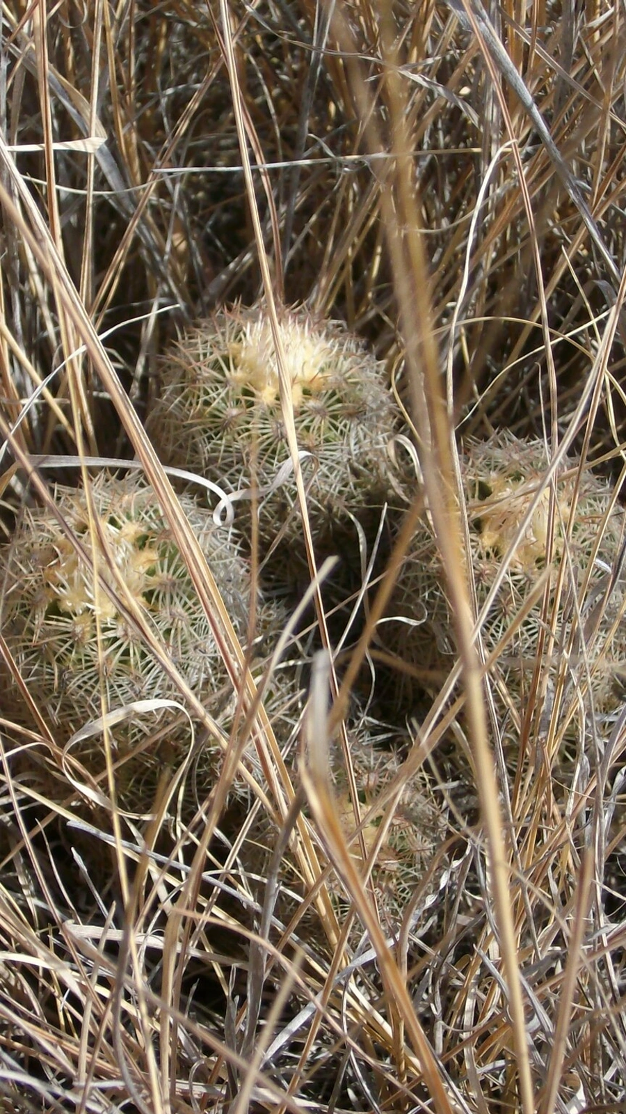 Echinocereus carmenensis