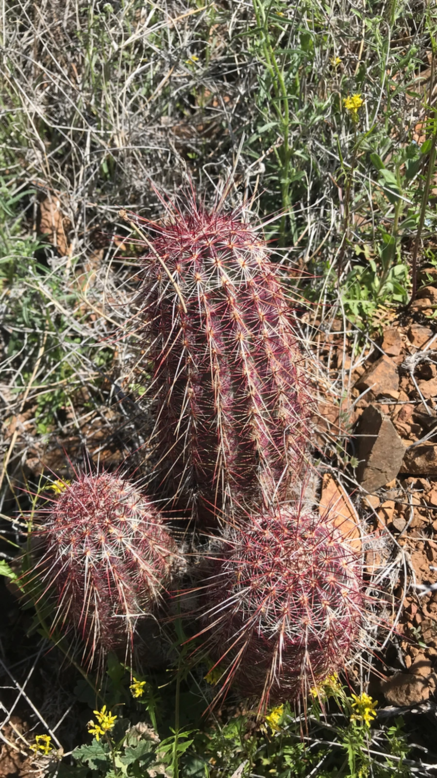 Echinocereus chloranthus
