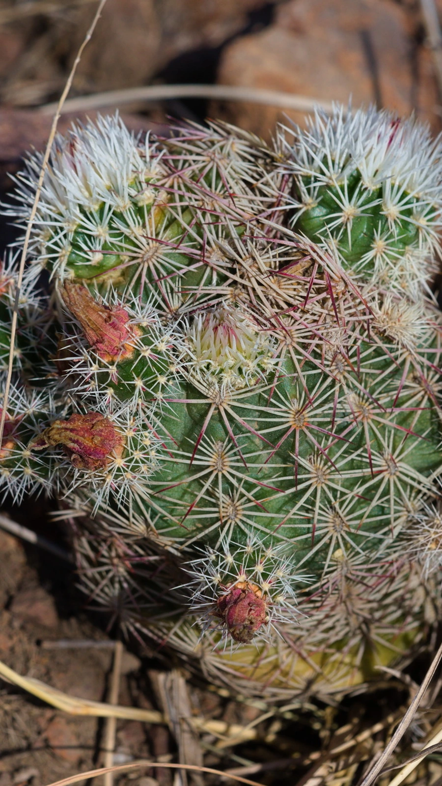 Echinocereus chloranthus