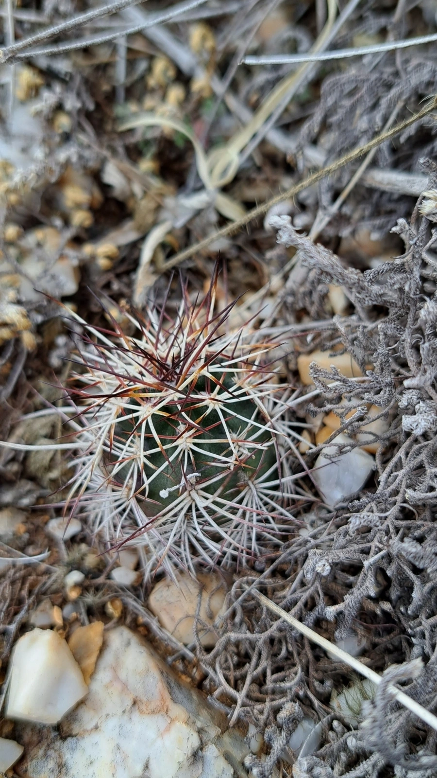 Echinocereus davisii