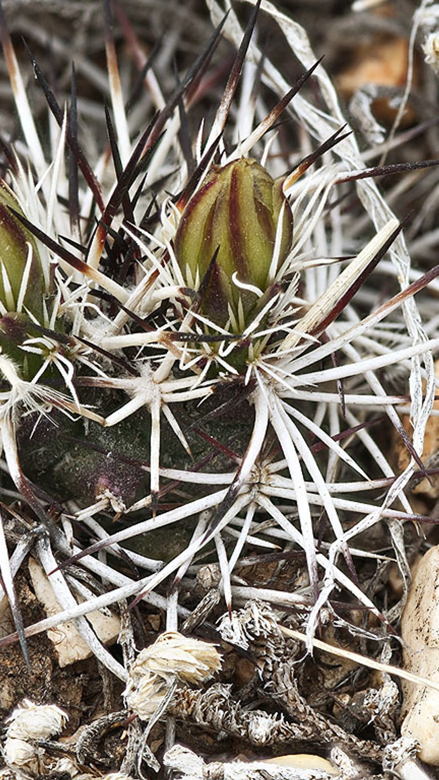 Echinocereus davisii