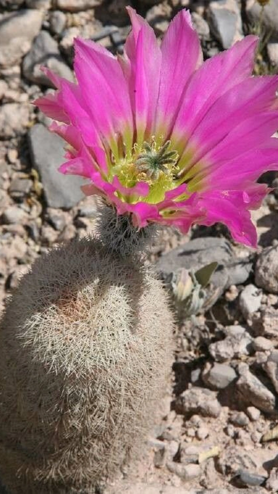 Echinocereus felixianus