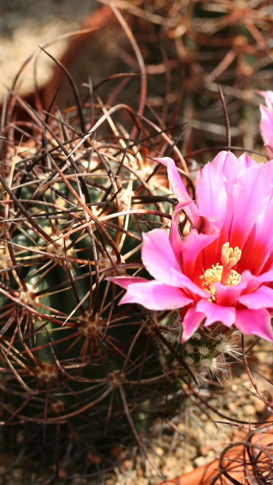 Echinocereus ferreiranus
