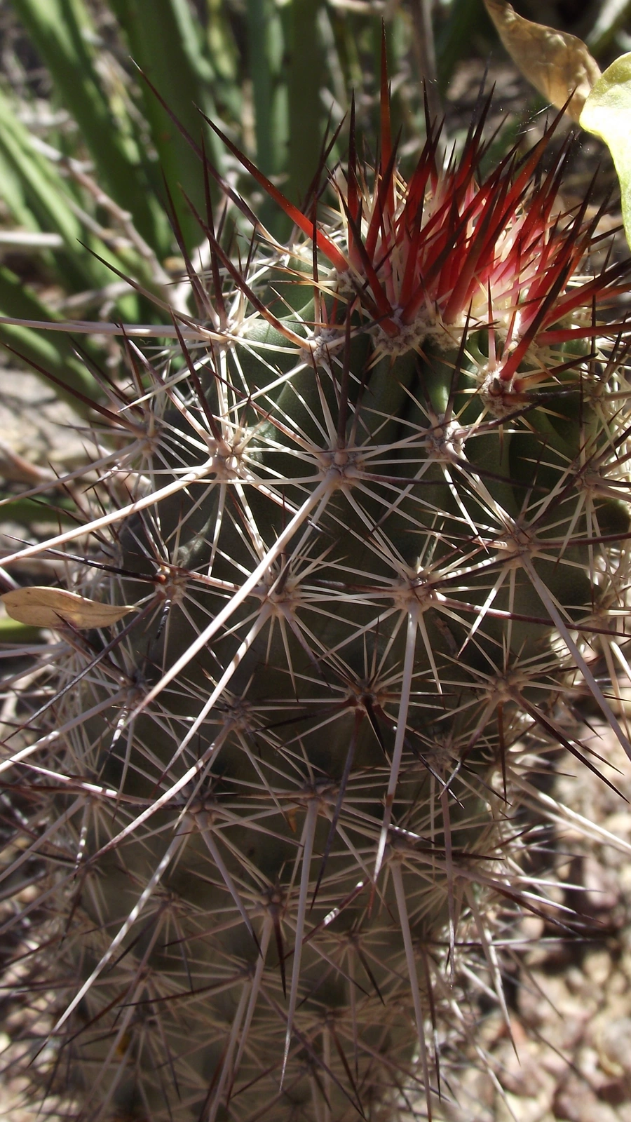 Echinocereus ferreiranus